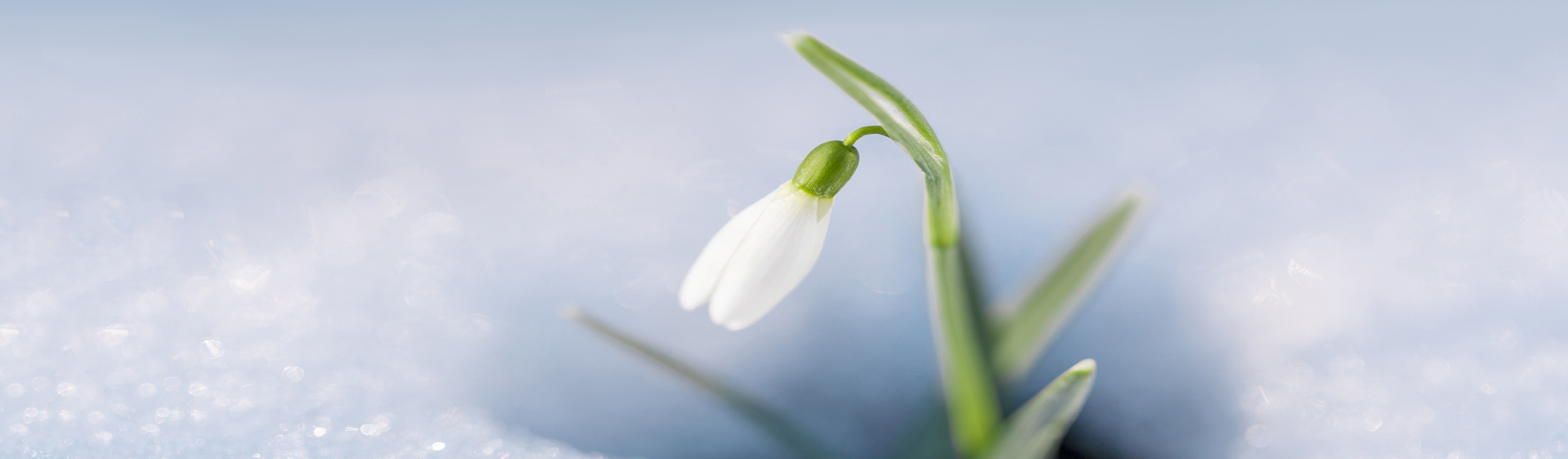 Snowdrops